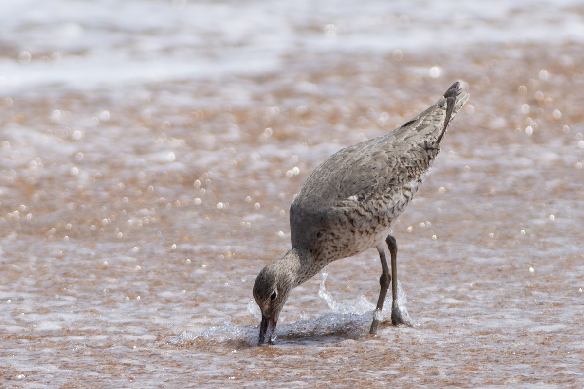 Willet - ML431064801