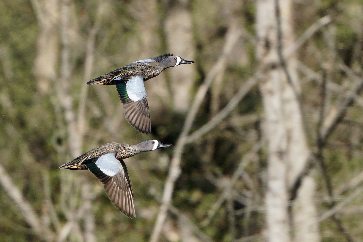 Blue-winged Teal - ML431067751