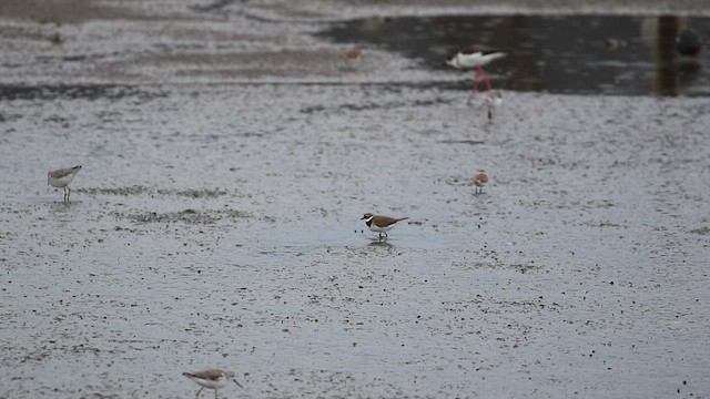 Common Ringed Plover - ML431069191