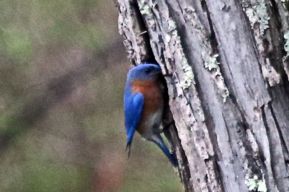 Eastern Bluebird - ML431069291