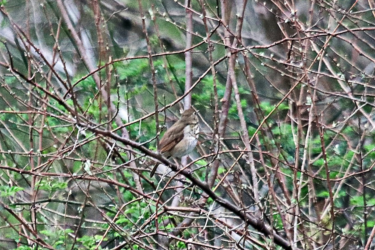 Hermit Thrush - ML431069341
