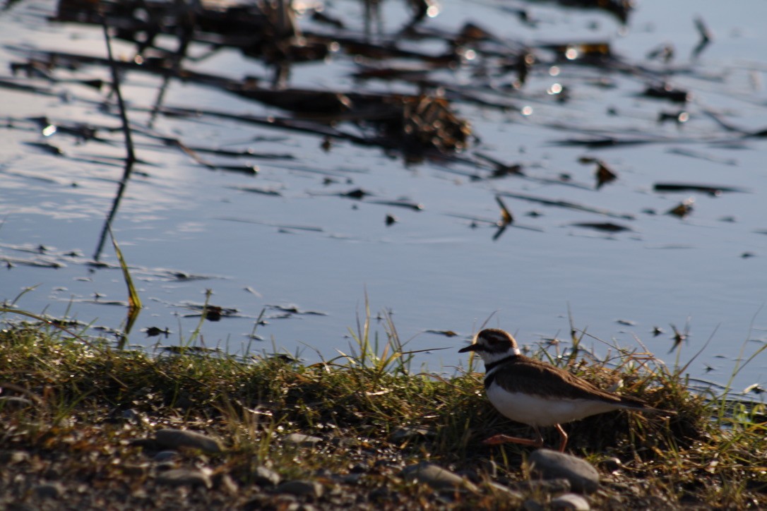 Killdeer - ML431069761