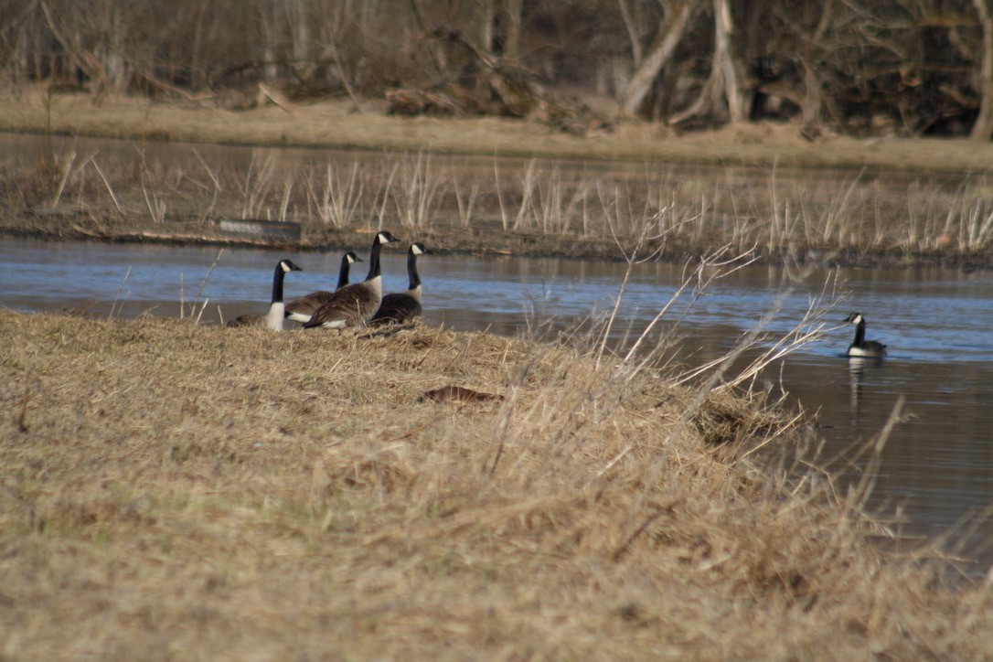 Canada Goose - ML431069791