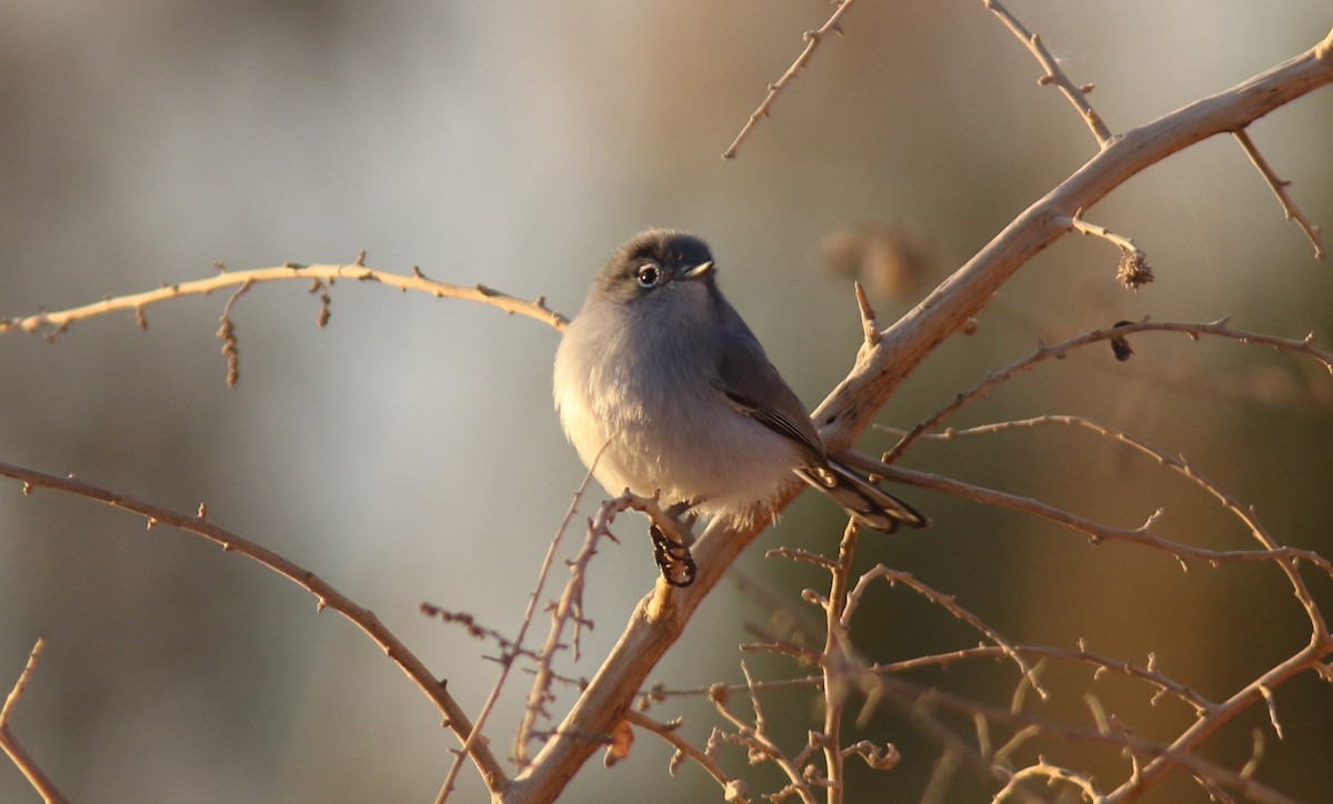 Black-tailed Gnatcatcher - Jim Tietz