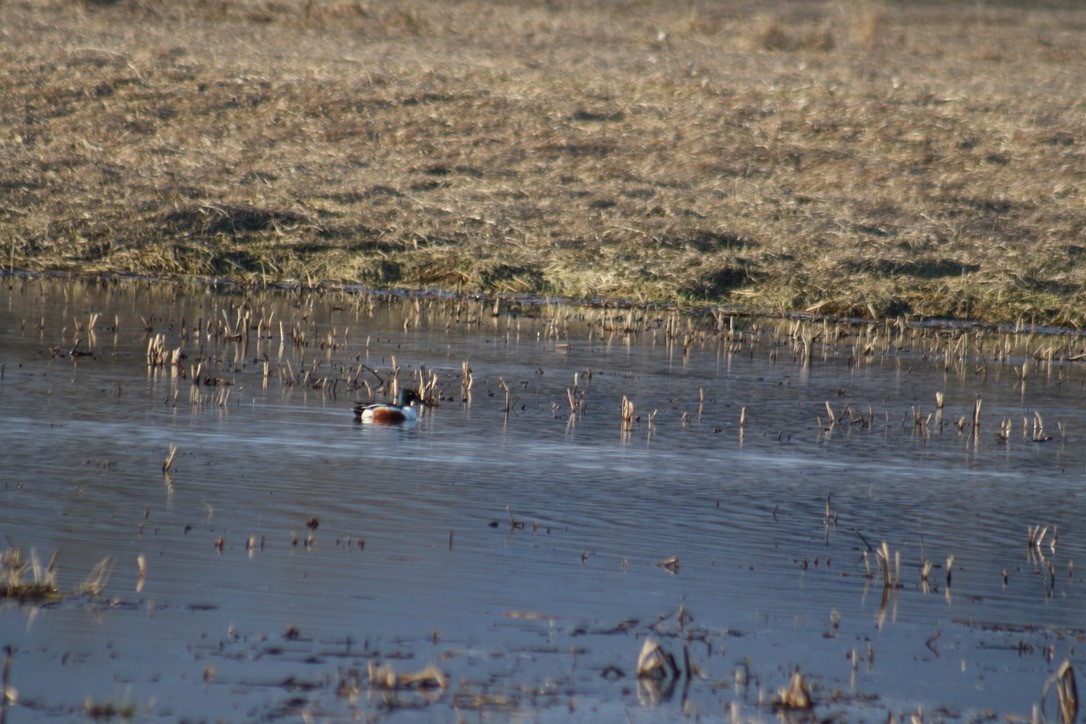 Northern Shoveler - ML431069961
