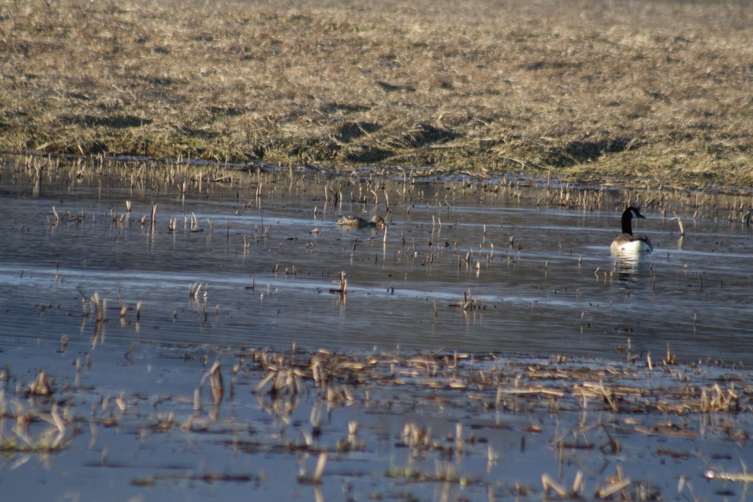 Northern Shoveler - ML431070041