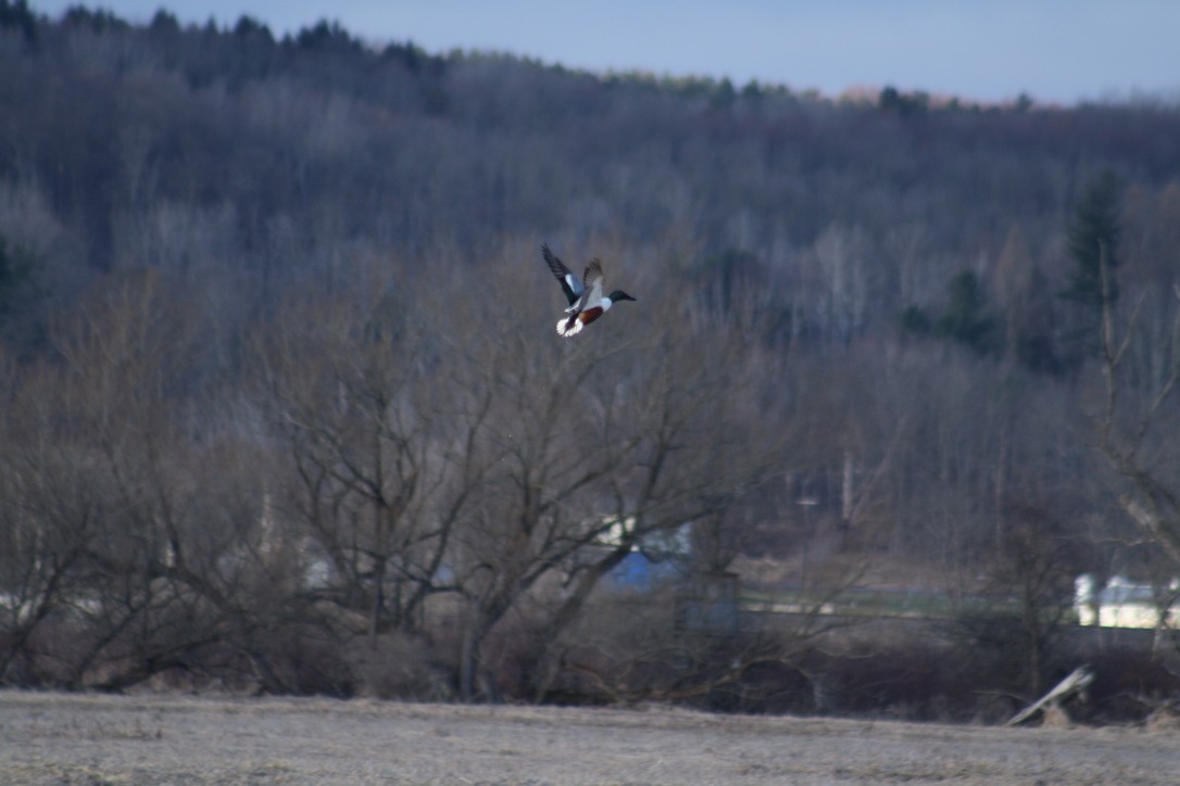Northern Shoveler - ML431070111