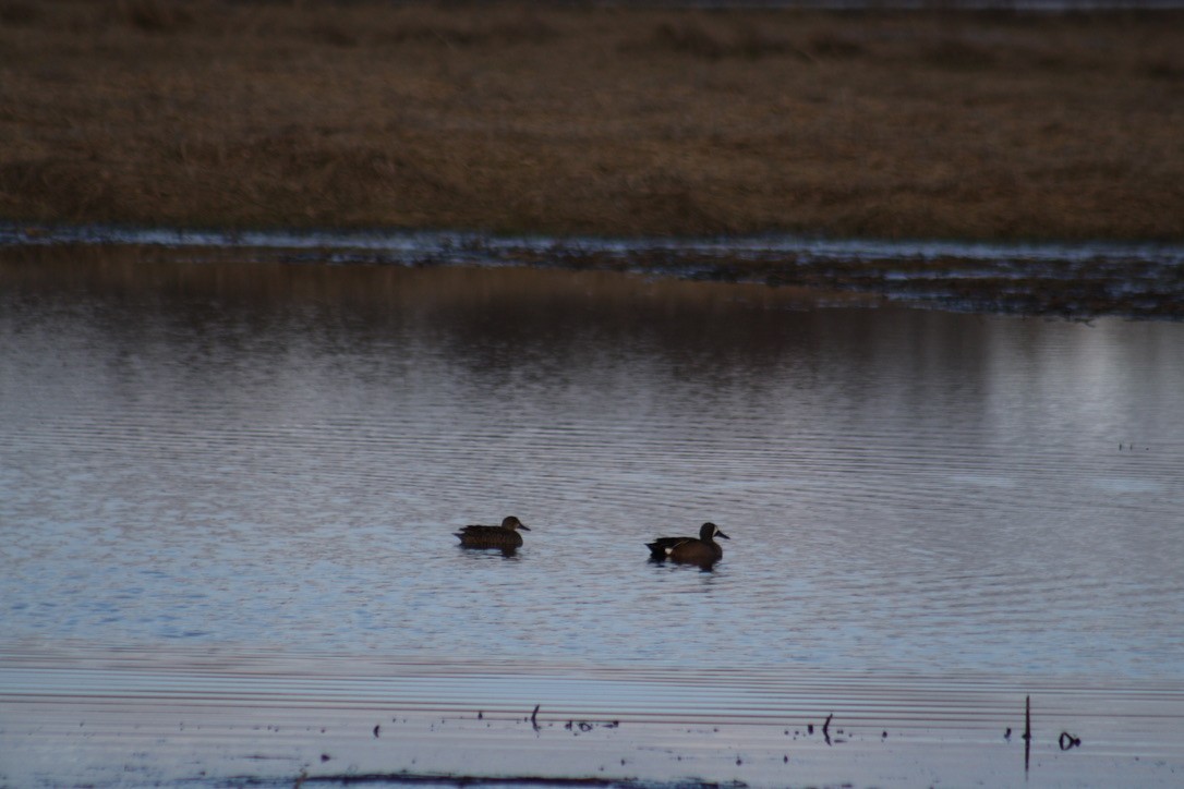 Blue-winged Teal - ML431070151