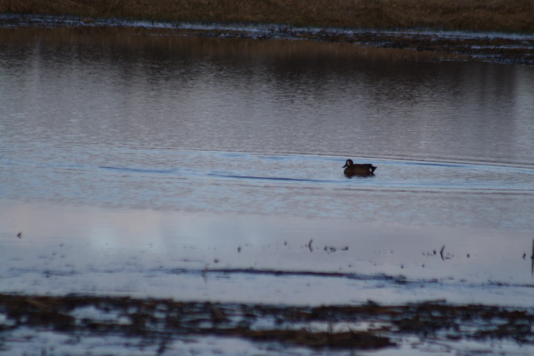 Blue-winged Teal - ML431070171