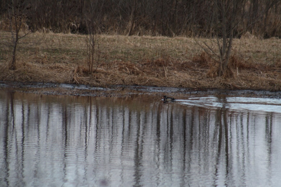 Wood Duck - ML431070211