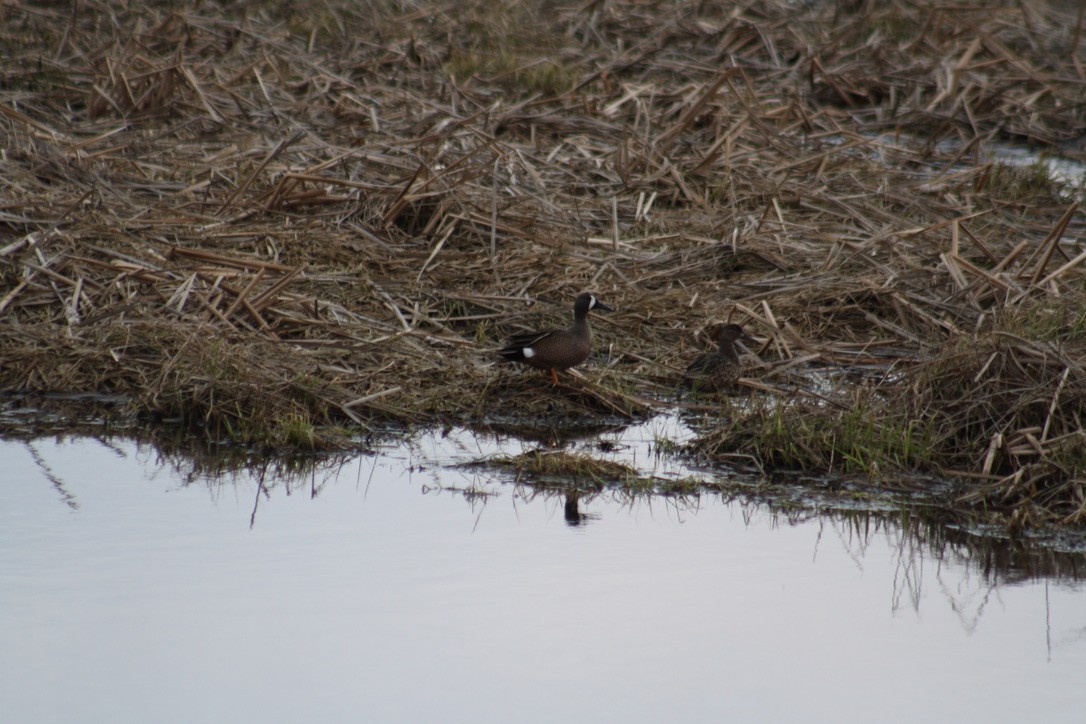 Blue-winged Teal - ML431070251