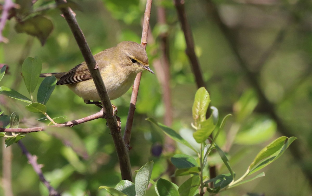 Iberian Chiffchaff - David Santamaría Urbano