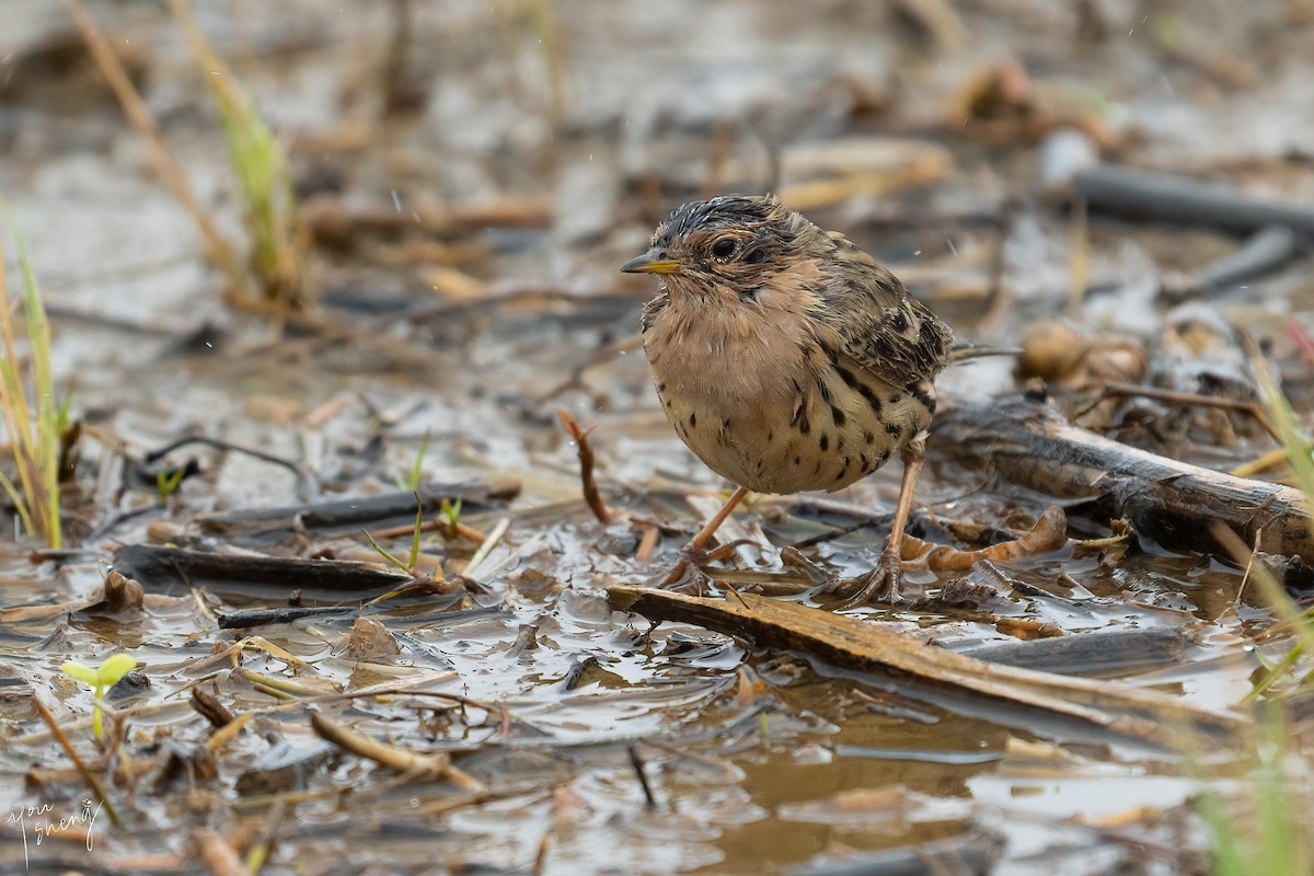 Red-throated Pipit - ML431072701