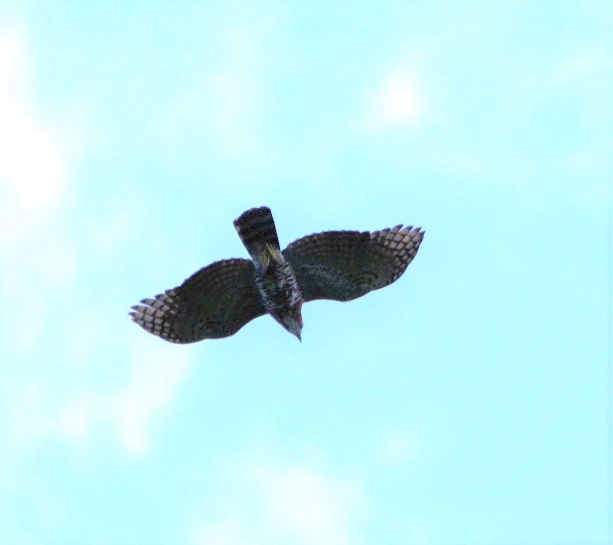 Ornate Hawk-Eagle - ML431072961