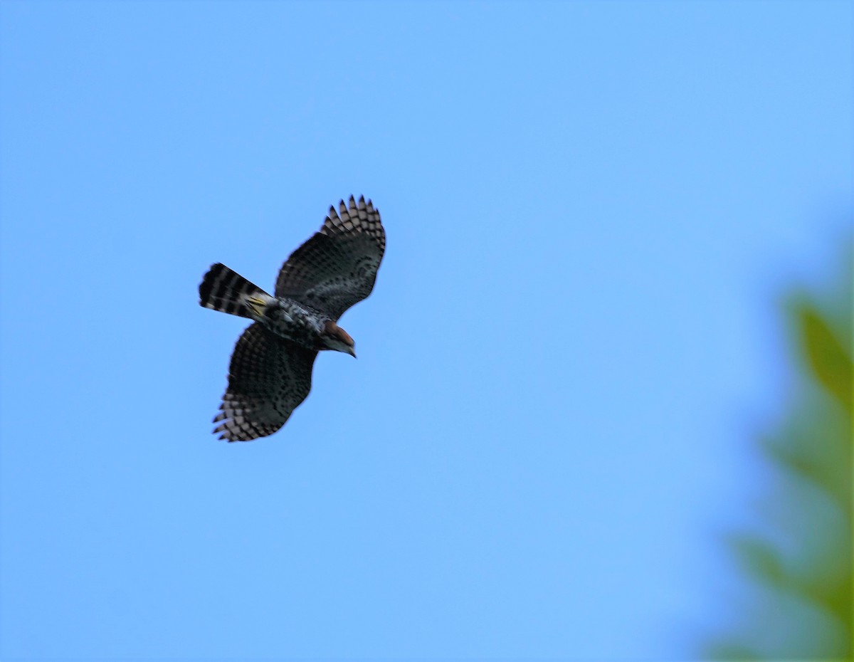 Ornate Hawk-Eagle - ML431072981