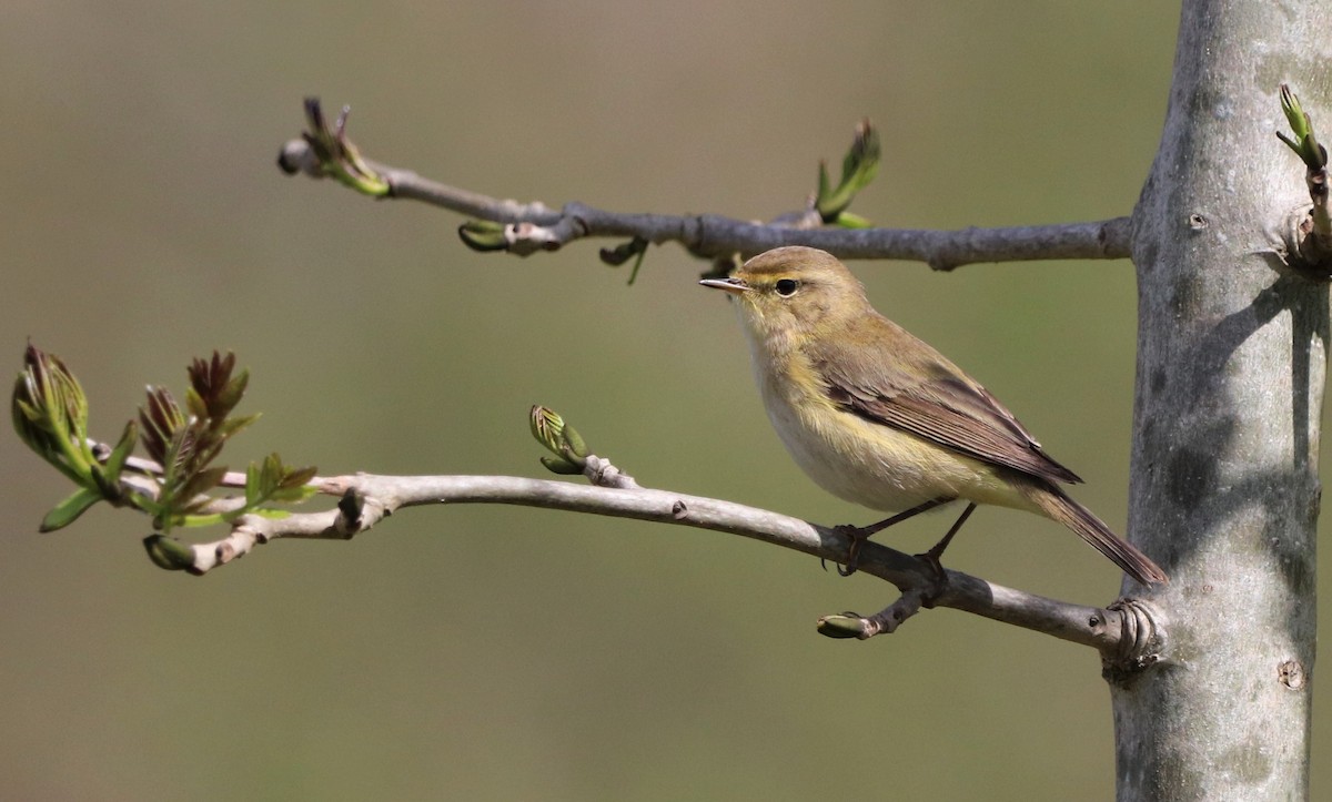 Iberian Chiffchaff - David Santamaría Urbano