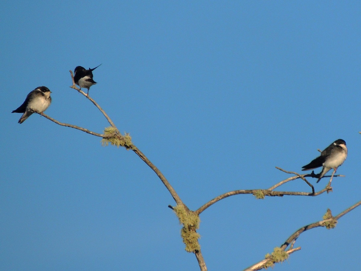 Chilean Swallow - ML431073971