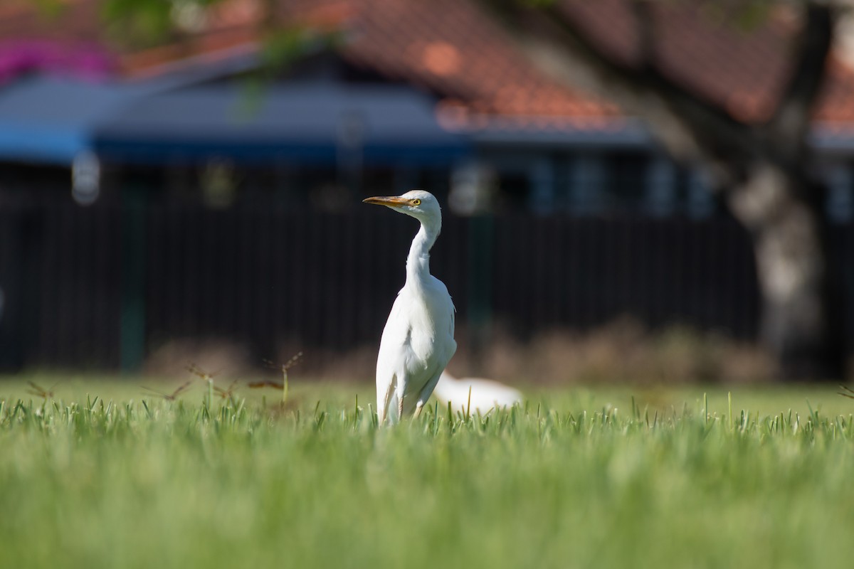 Western Cattle Egret - ML431074181