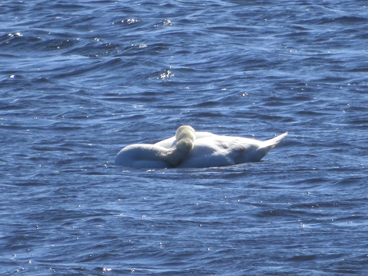 Cygne tuberculé - ML431074411