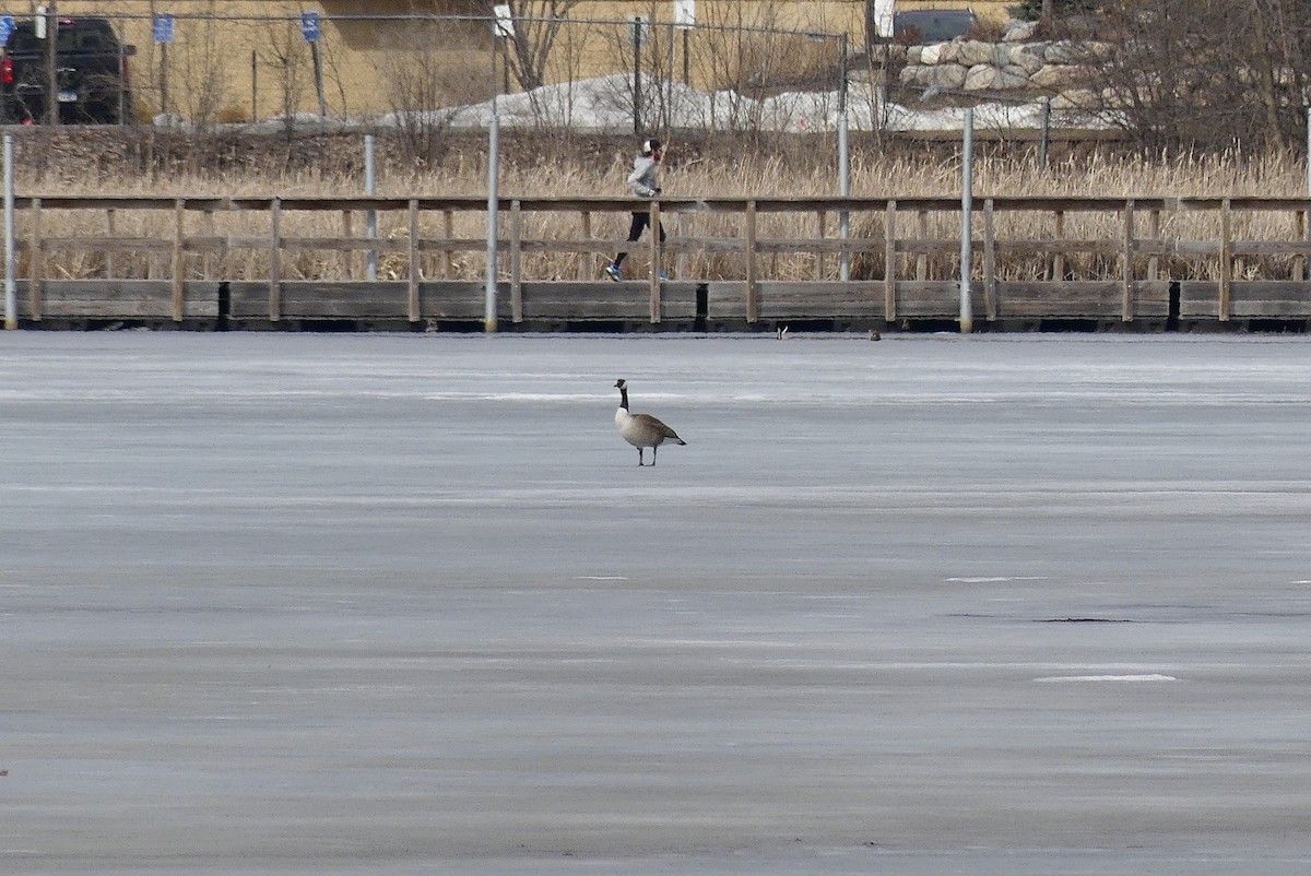 Bernache du Canada - ML431074701