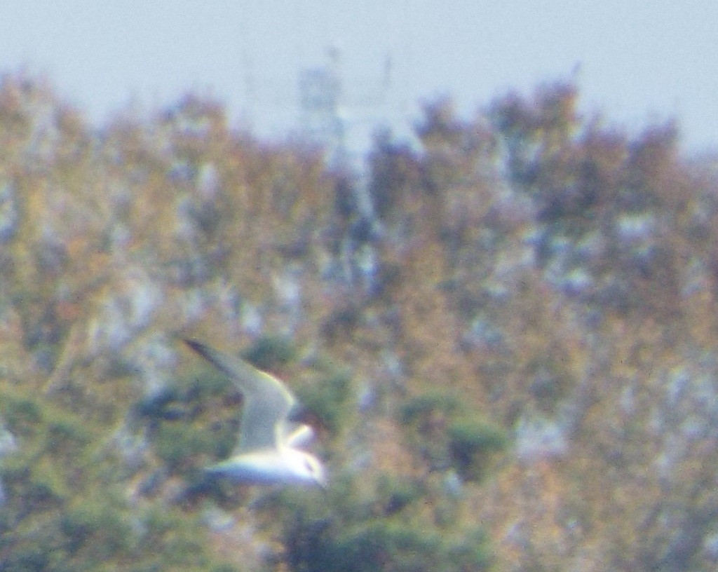 Forster's Tern - ML43107561