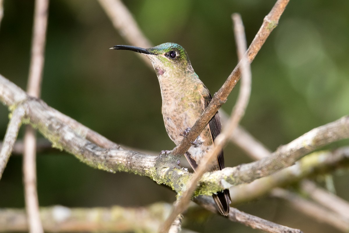 Fawn-breasted Brilliant - Jesse Huth