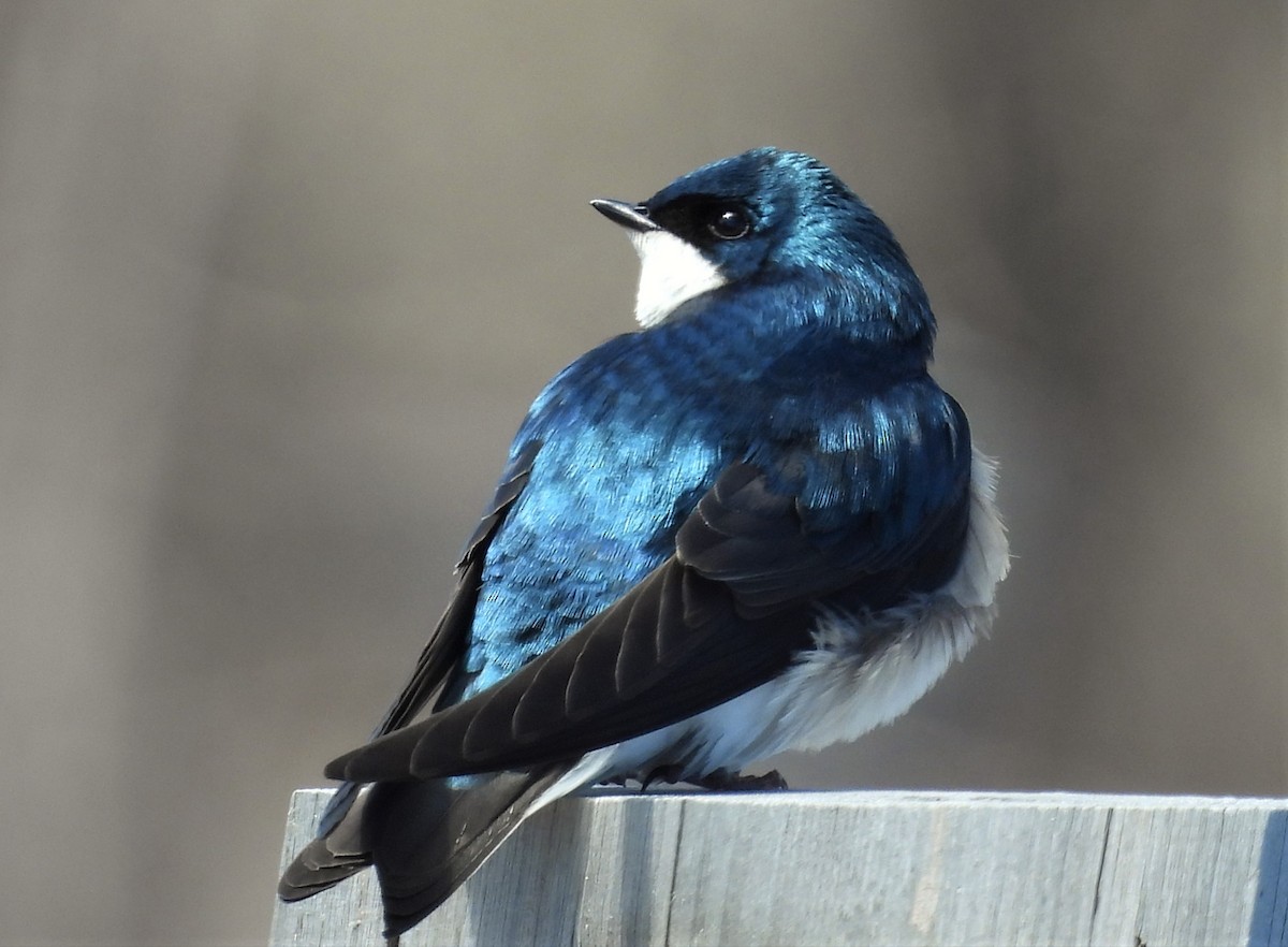 Tree Swallow - ML431076271