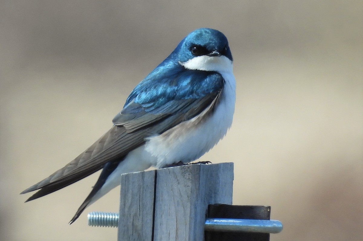 Tree Swallow - ML431076291