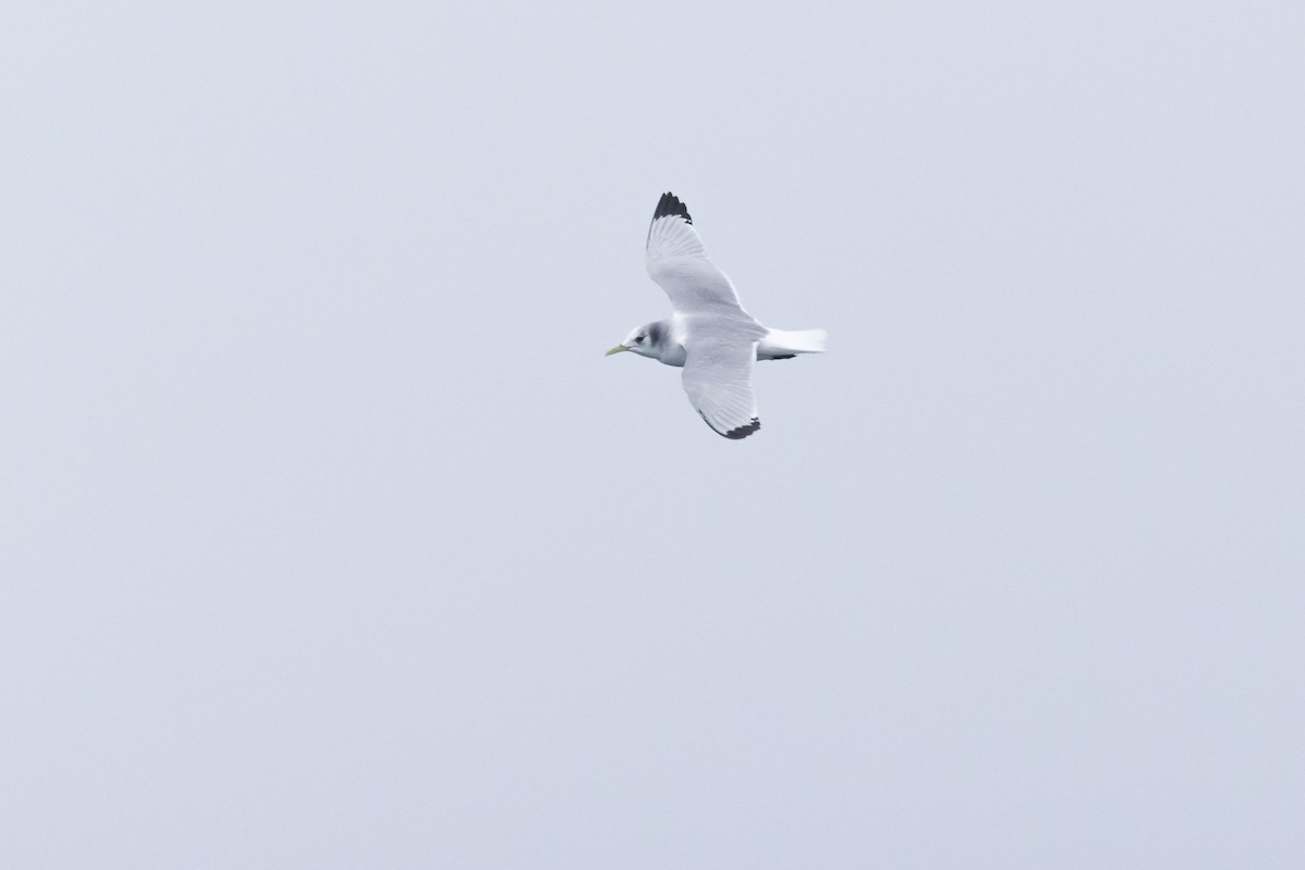 Black-legged Kittiwake - ML431078761