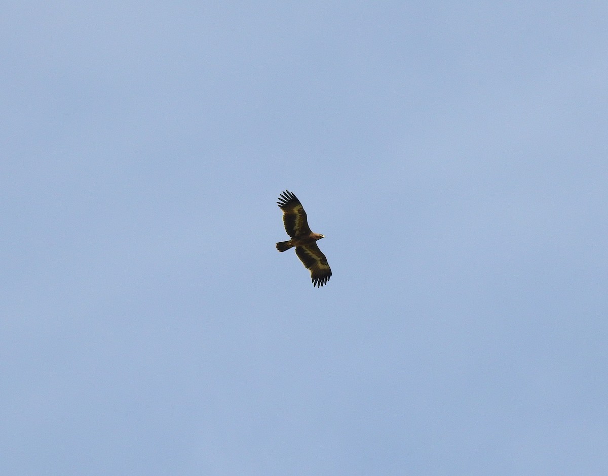 Águila Esteparia - ML431079571