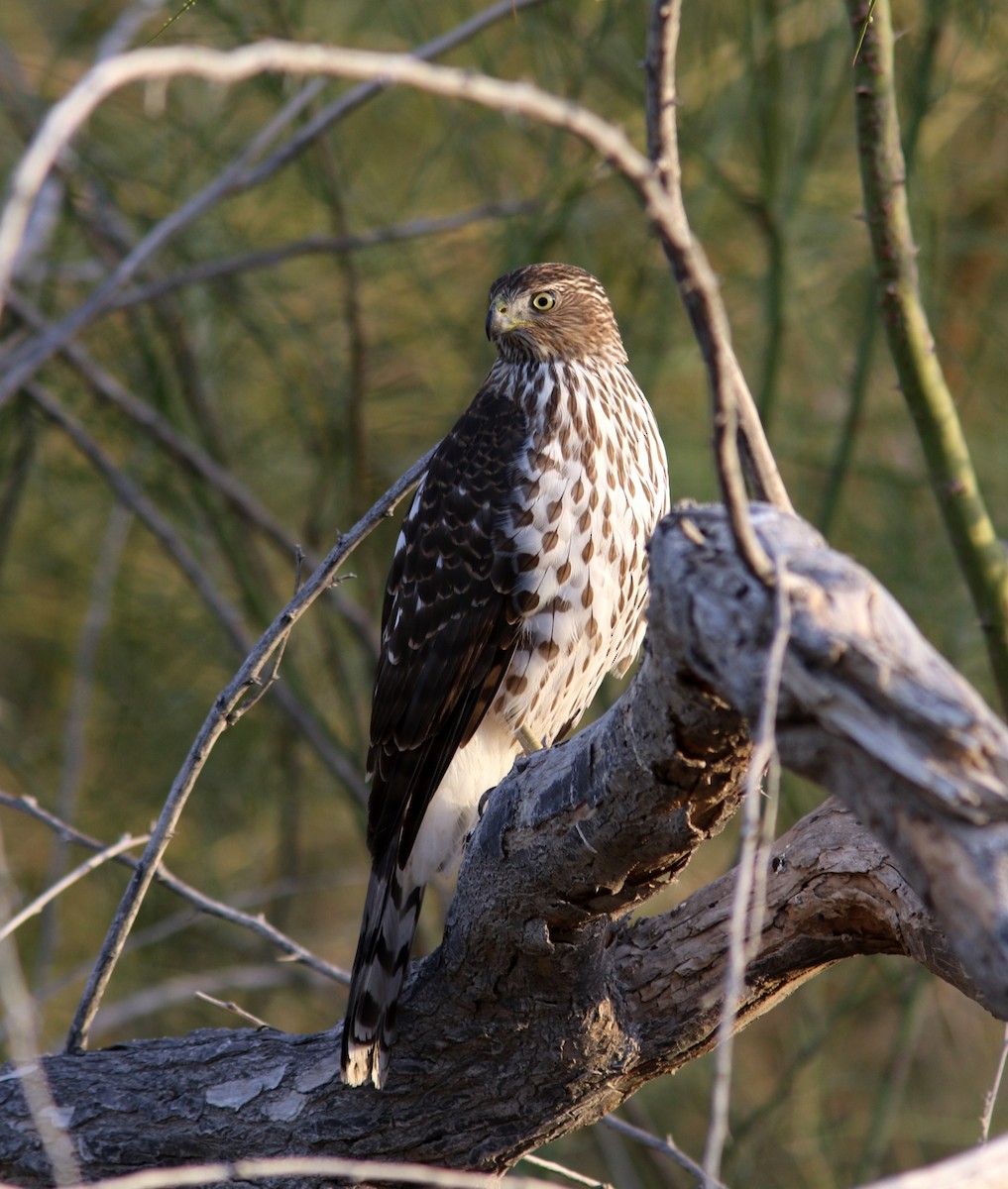 Cooper's Hawk - ML43107981