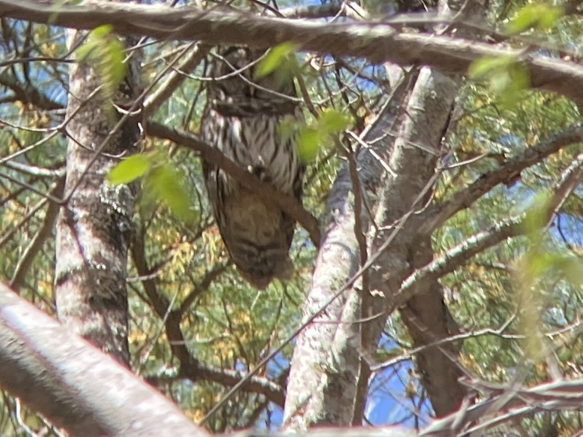 Barred Owl - ML431079811