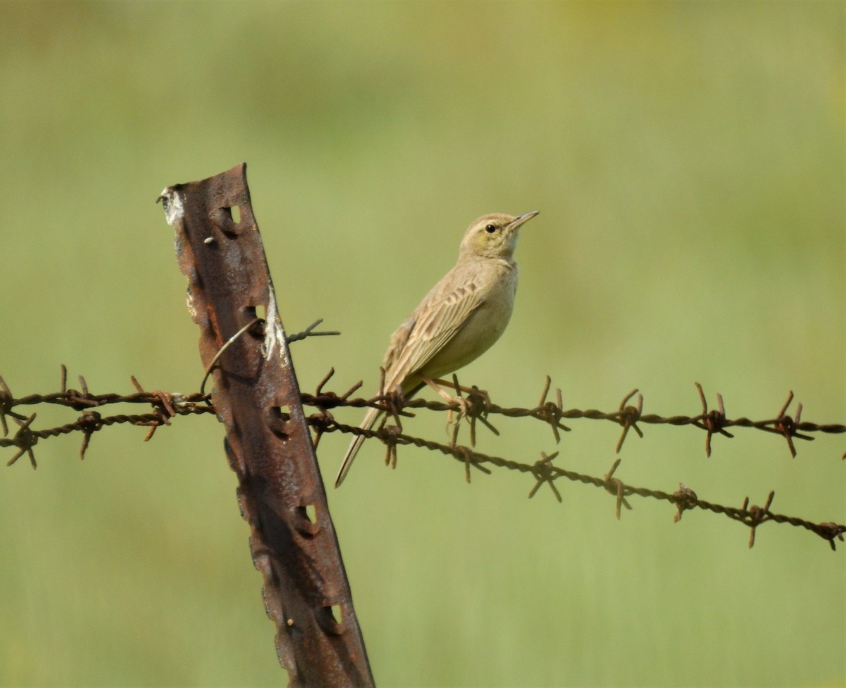 Bisbita Piquilargo (captus) - ML431079931
