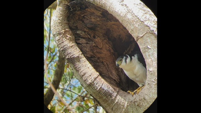 Collared Forest-Falcon - ML431083051