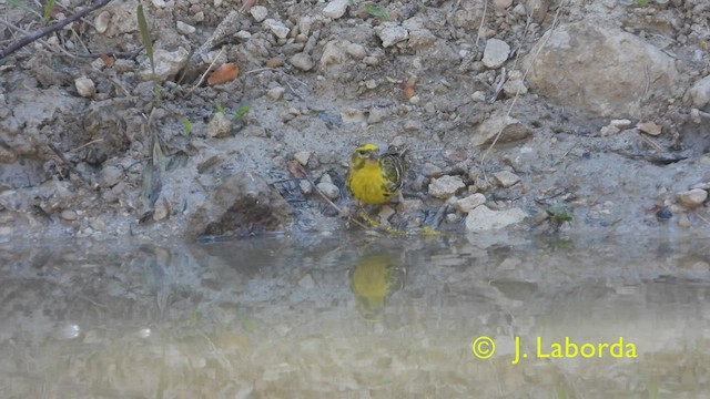 בזבוז אירופי - ML431083861