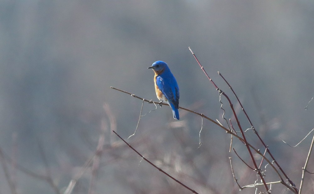 Eastern Bluebird - ML431084101