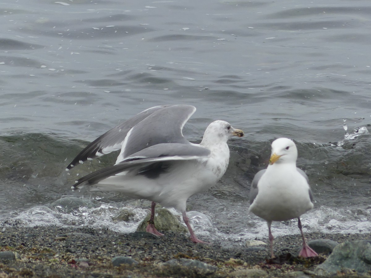 Western x Glaucous-winged Gull (hybrid) - ML431084771