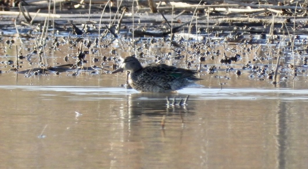 Green-winged Teal - ML431084911