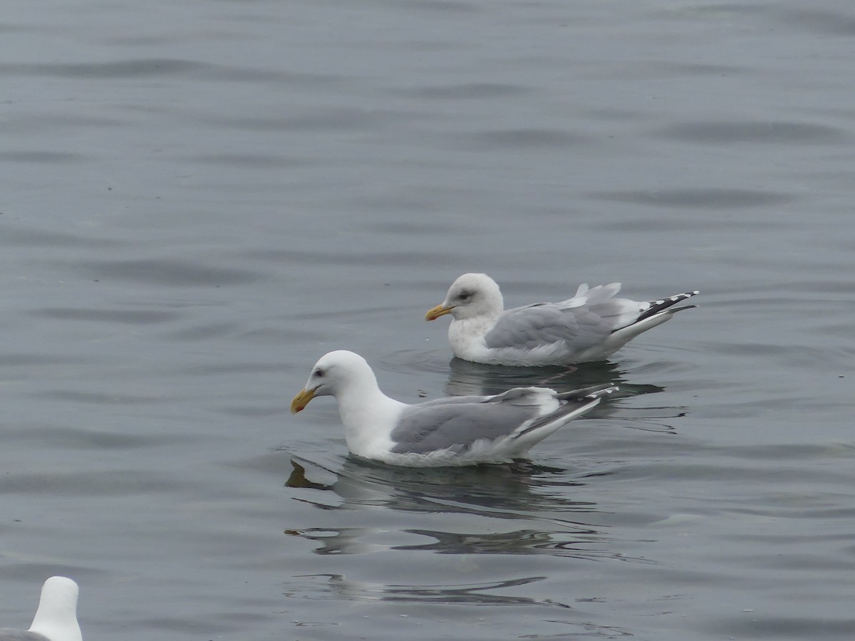 Iceland Gull - ML431084951