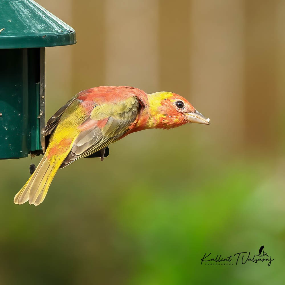 Summer Tanager - ML431085071