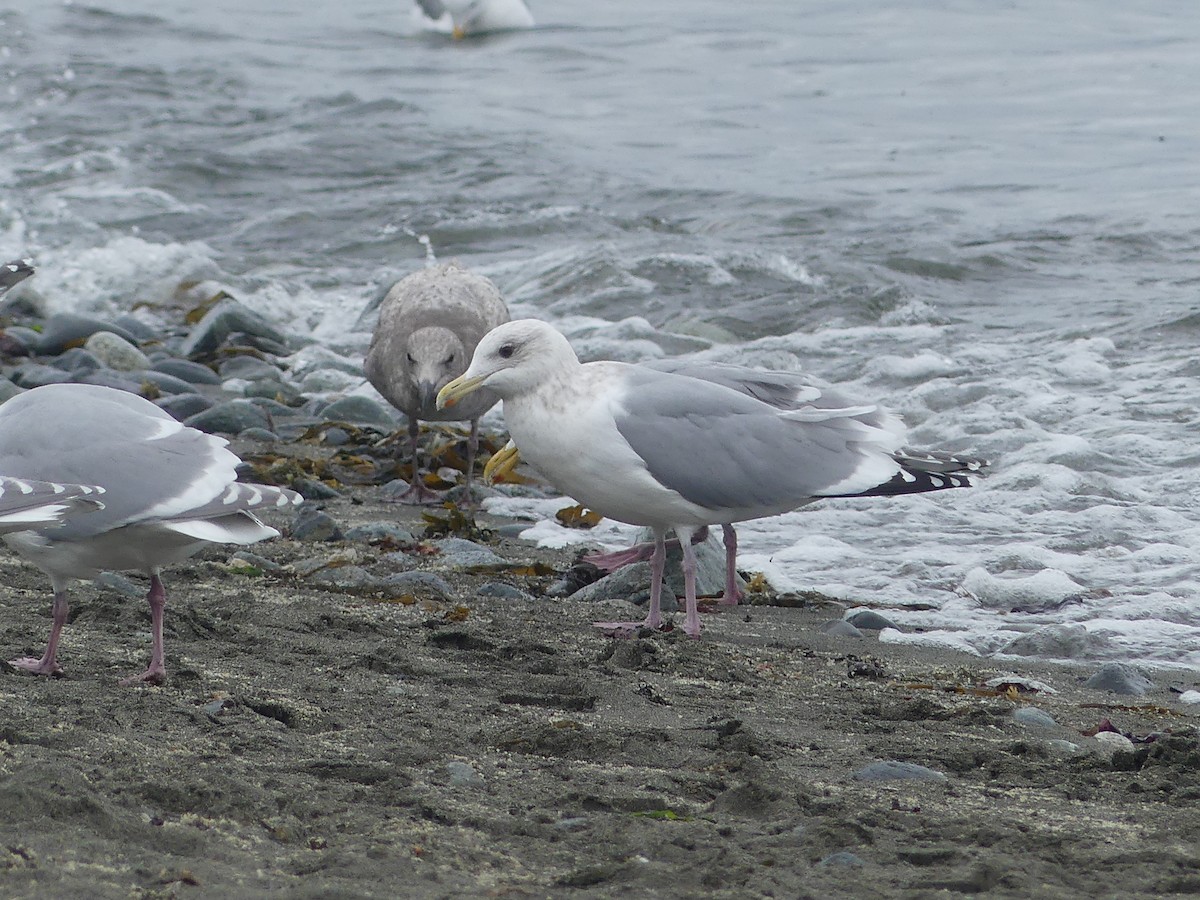 Iceland Gull - ML431085791