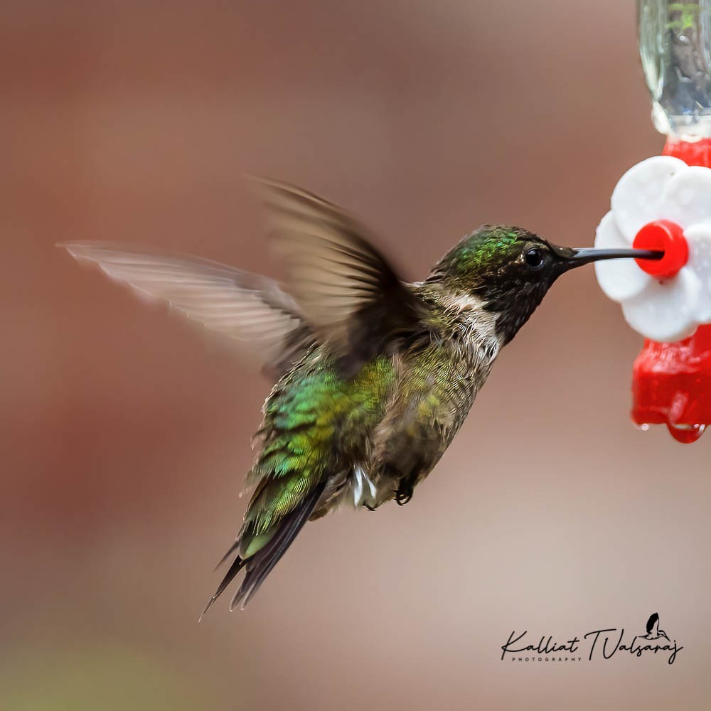 Ruby-throated Hummingbird - ML431086051