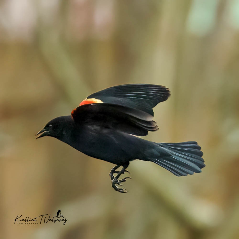Red-winged Blackbird - ML431086211