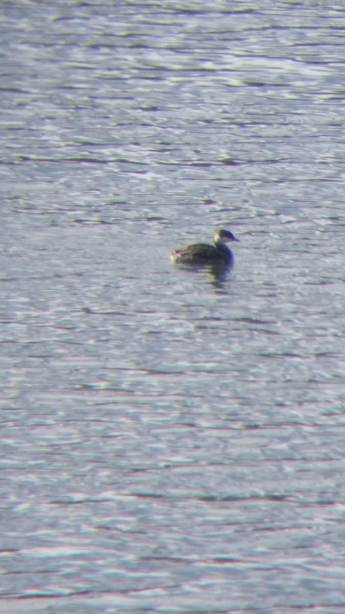 Horned Grebe - ML431086301