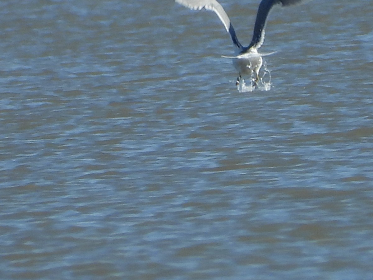 California Gull - Christopher Daniels