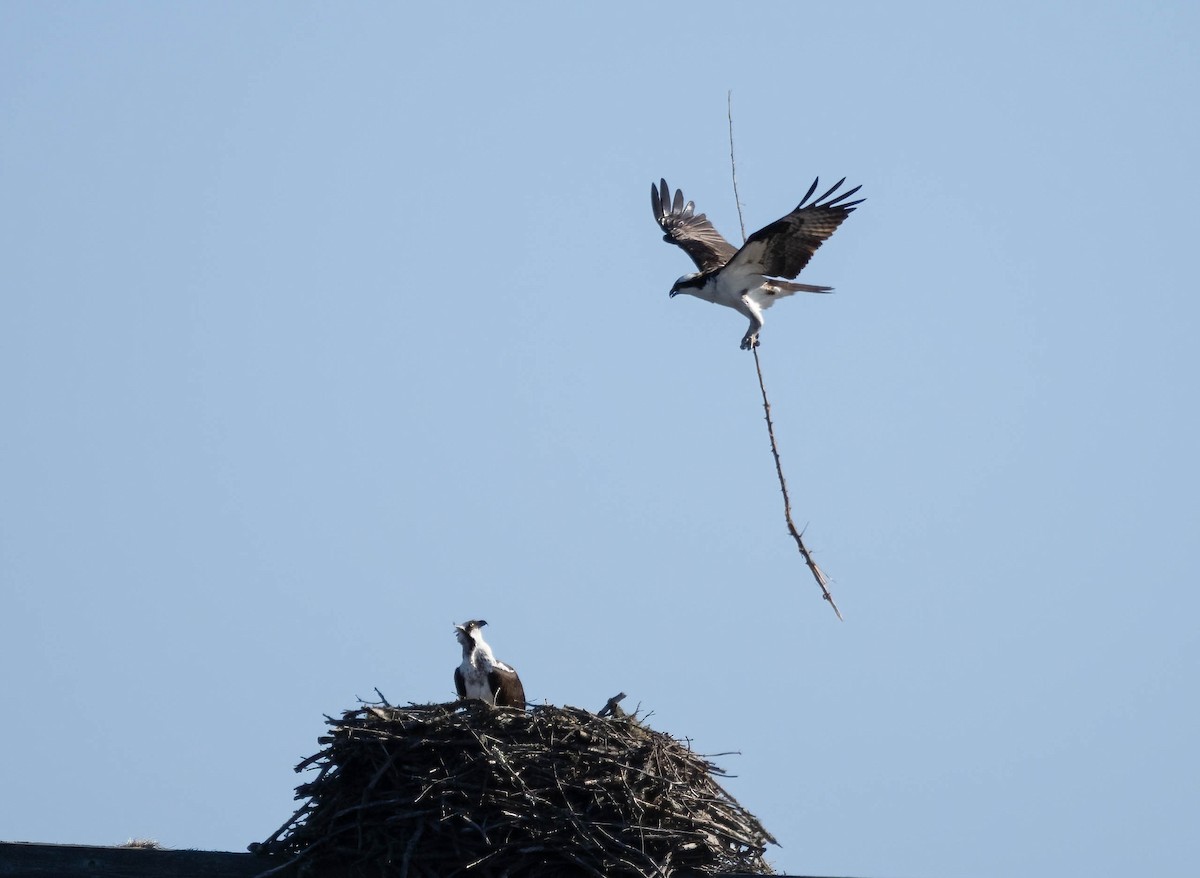 Osprey - ML431086791