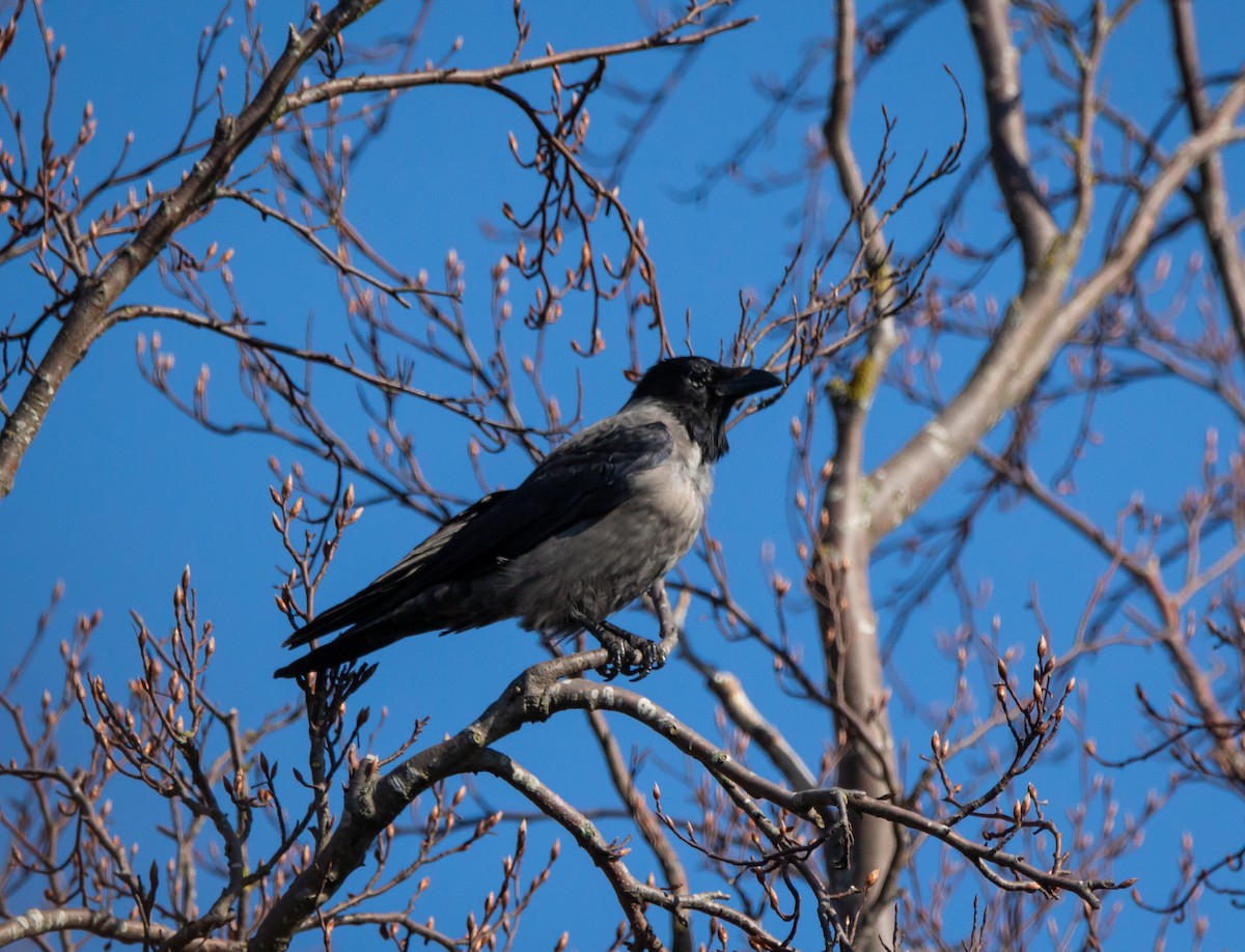 Carrion/Hooded Crow - ML431088371