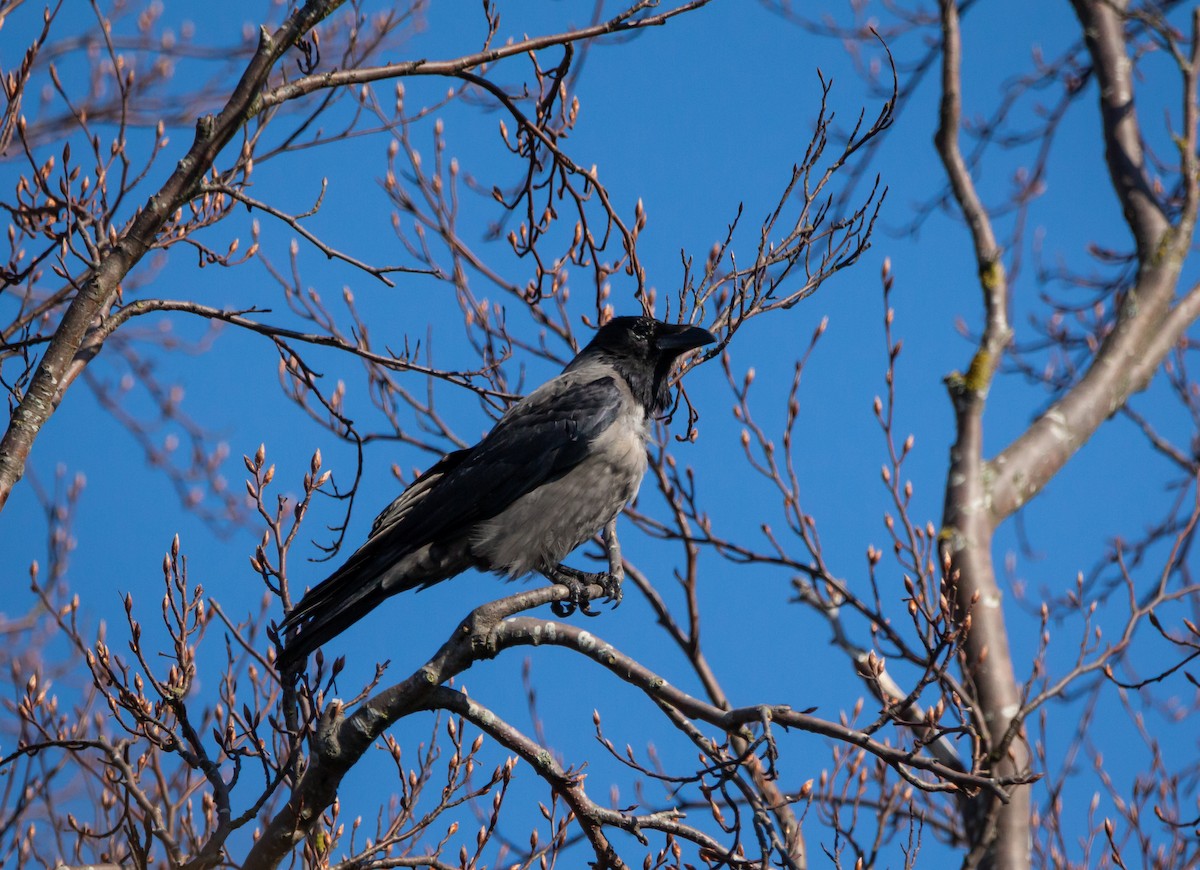 Carrion/Hooded Crow - ML431088421