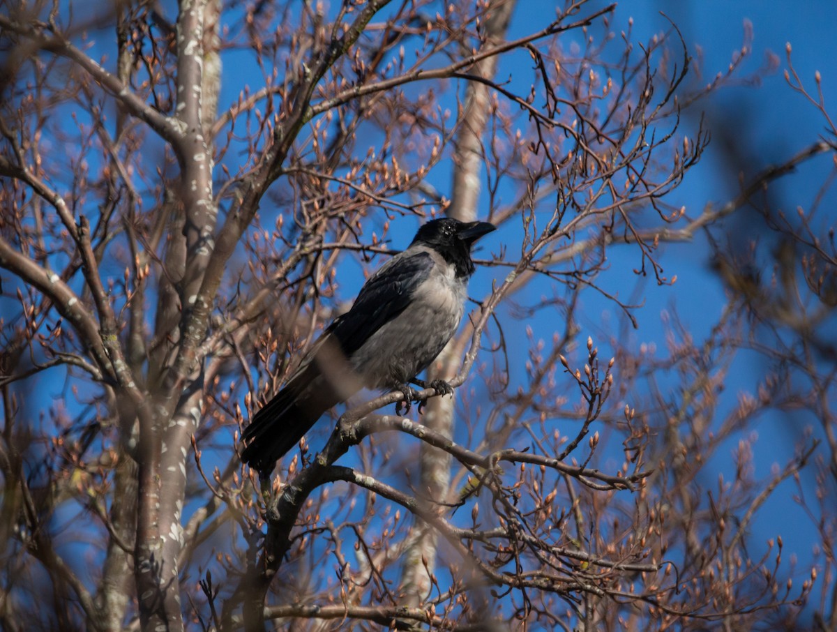 Carrion/Hooded Crow - ML431088431