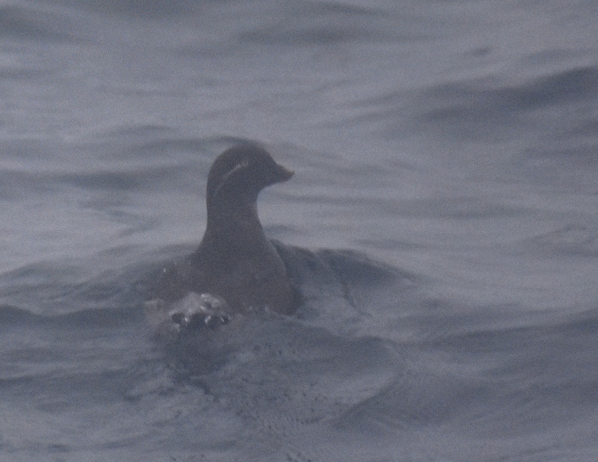 Parakeet Auklet - ML431088821